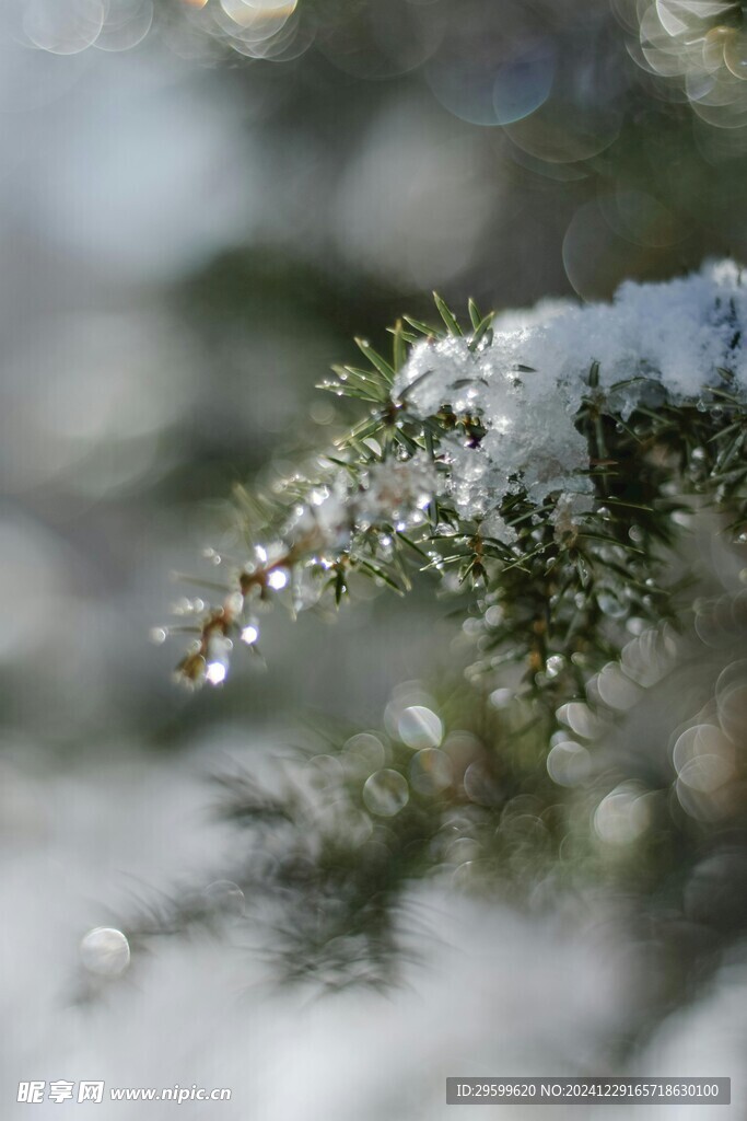 雪景  