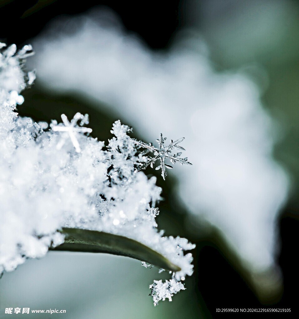  雪花 