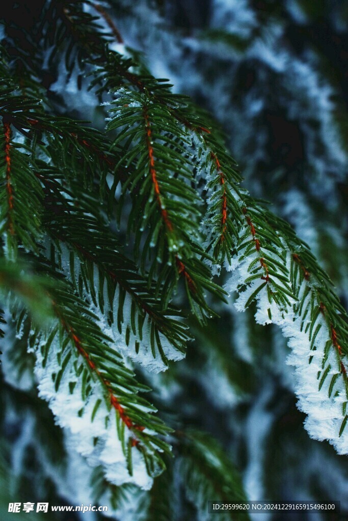  雪景  