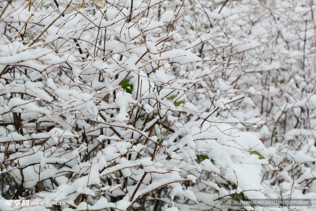 雪景  