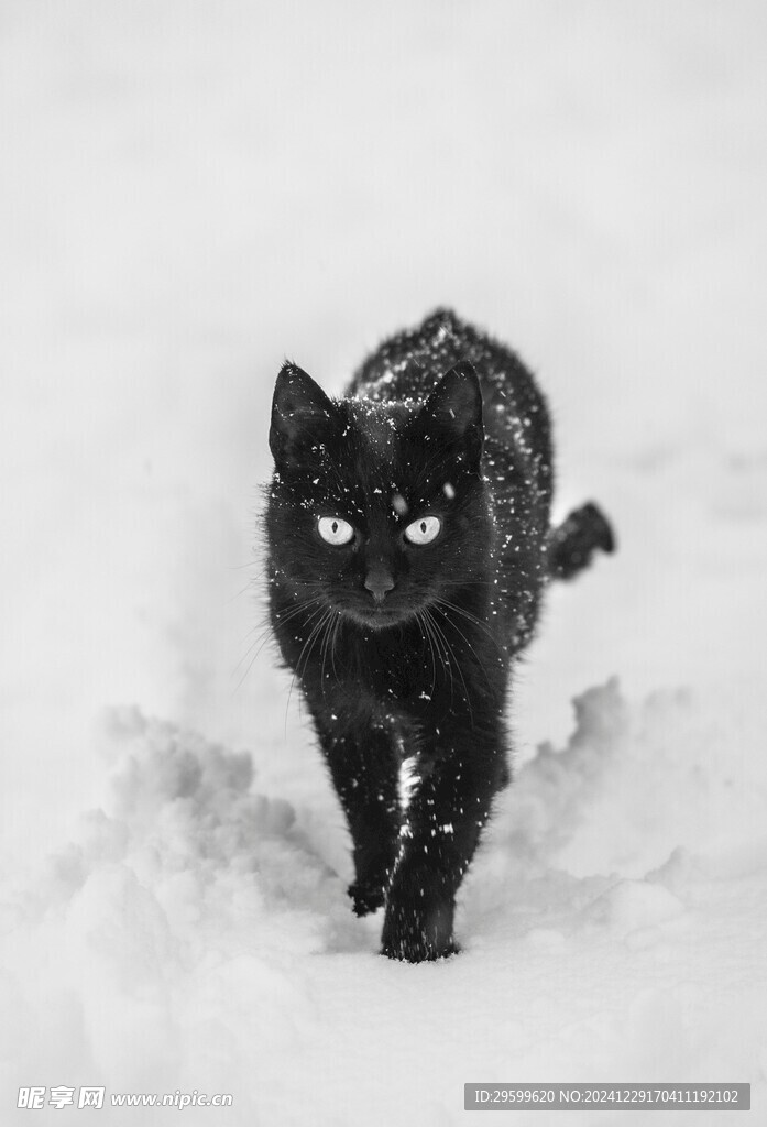 雪地里的猫