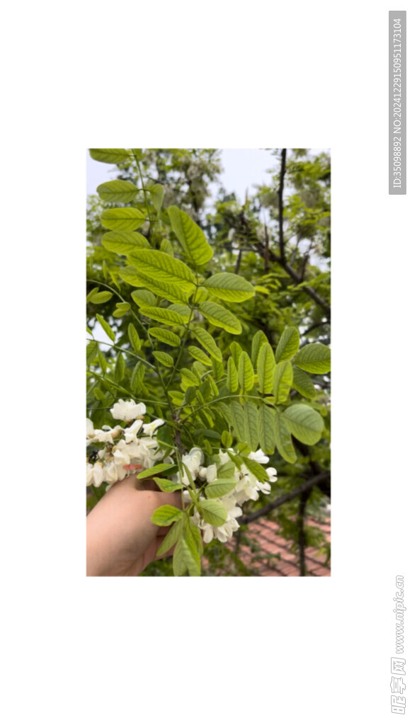 屋顶的槐花