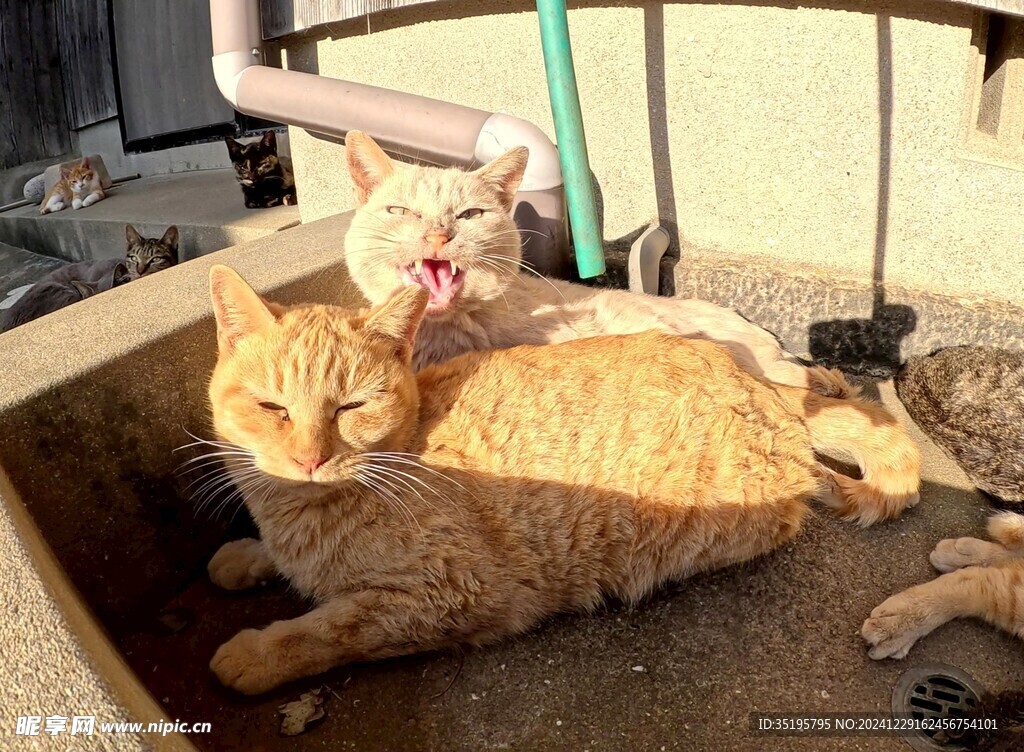 猫