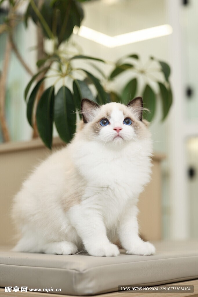 猫