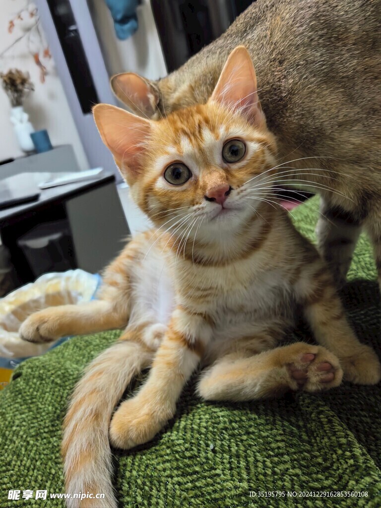 猫