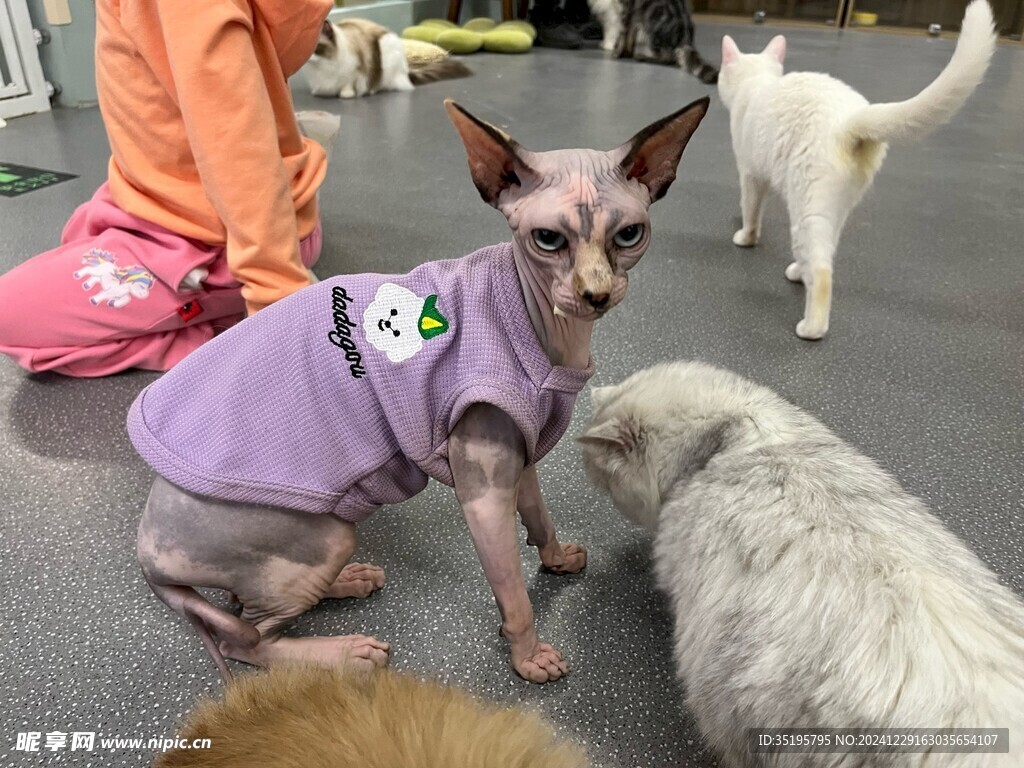 猫