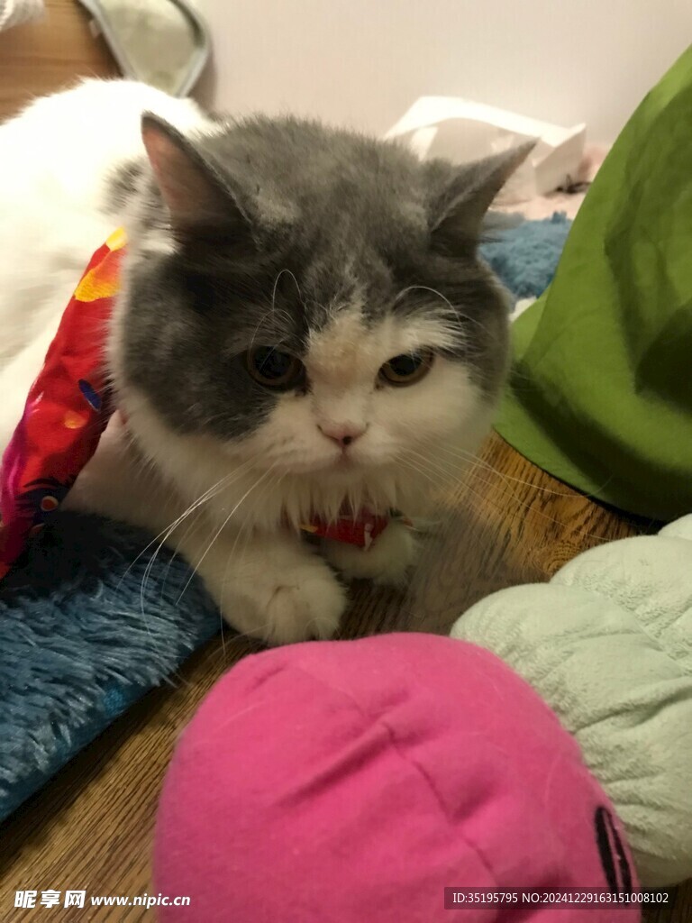 猫