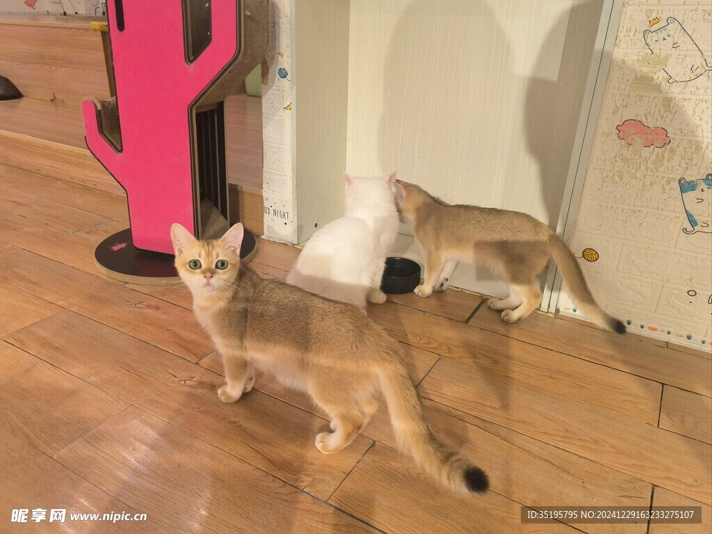 猫