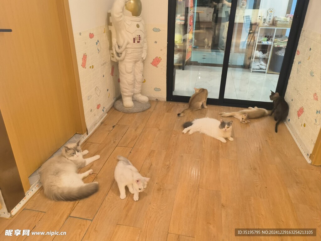 猫