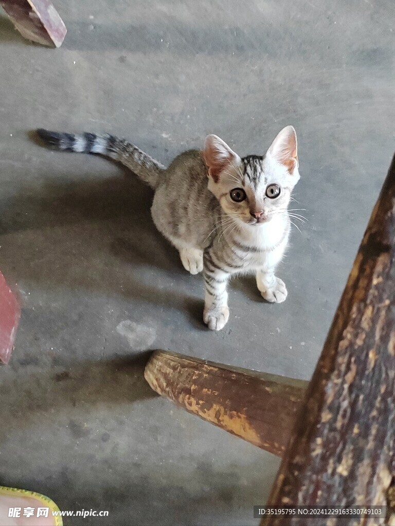 猫