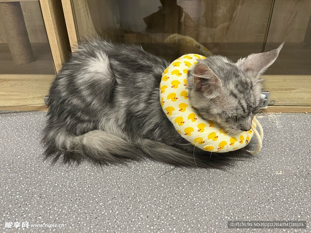 猫