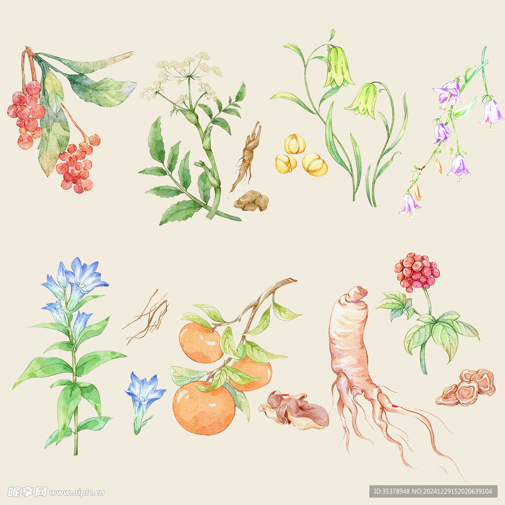 中草药手绘素材
