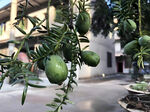 香榧栽培