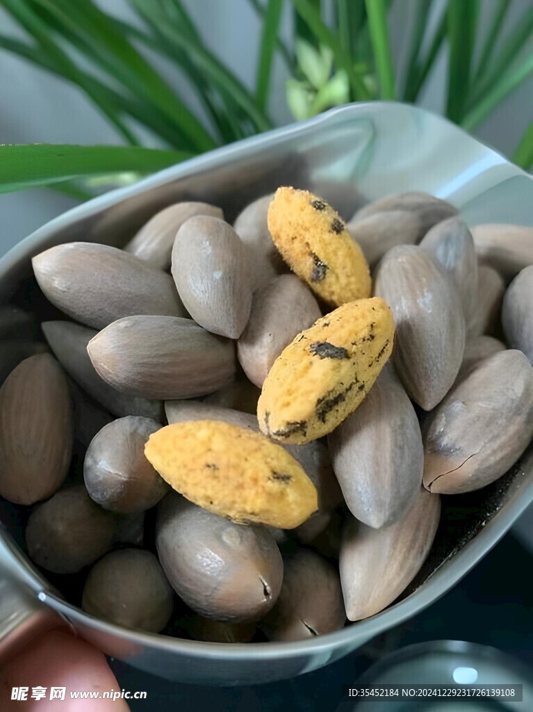 香榧