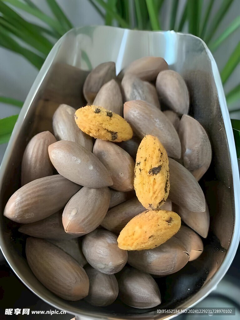 香榧
