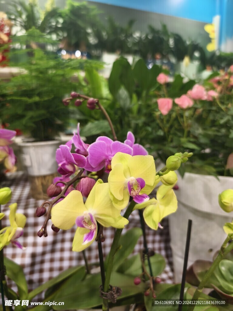 黄色兰花