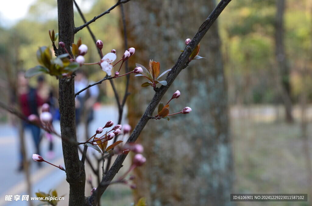 樱花苞苞