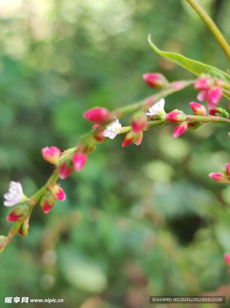 野辣椒花