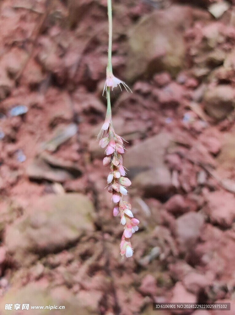 野辣椒花