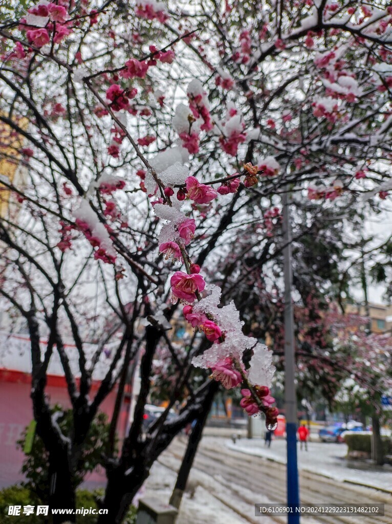 一枝雪中桃花