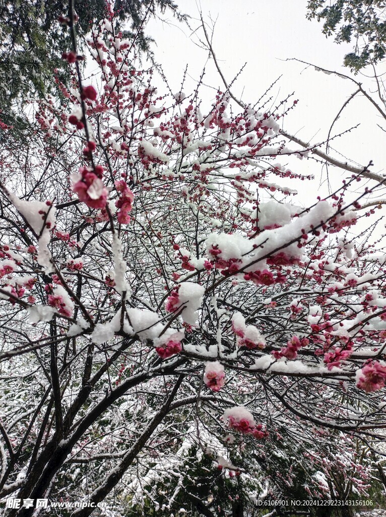 雪中花  雪中桃花