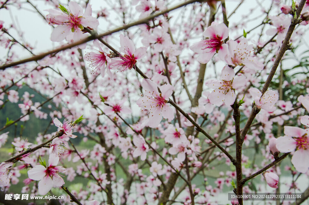 桃花