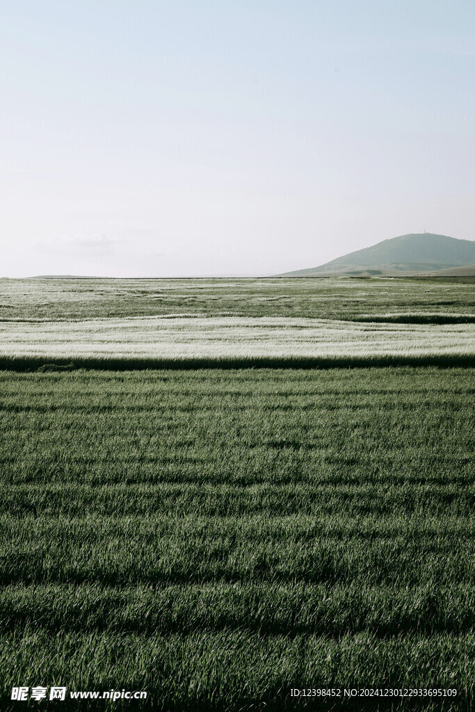 草原牧场