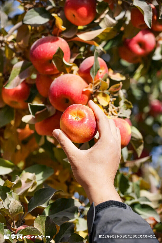 小苹果