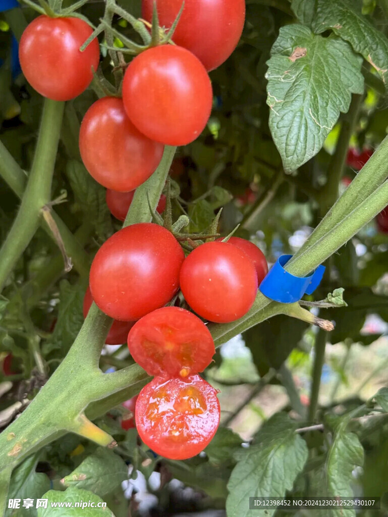 千禧小番茄