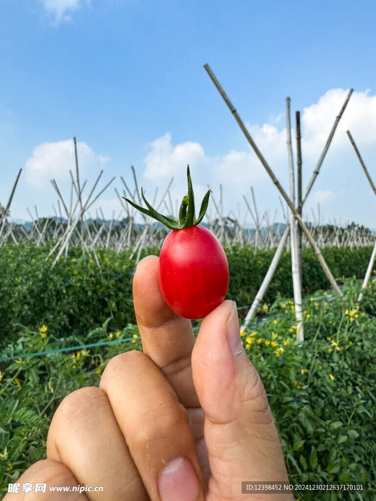 小番茄