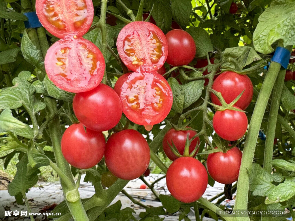 小番茄