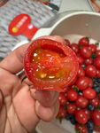 小番茄