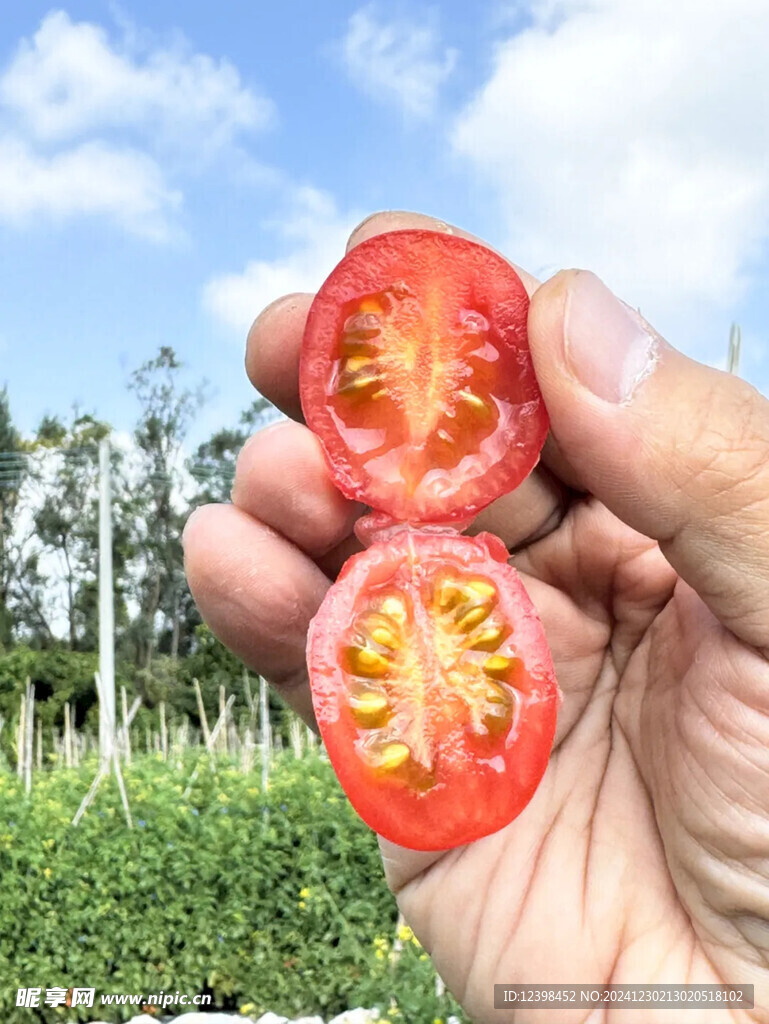 千禧小番茄