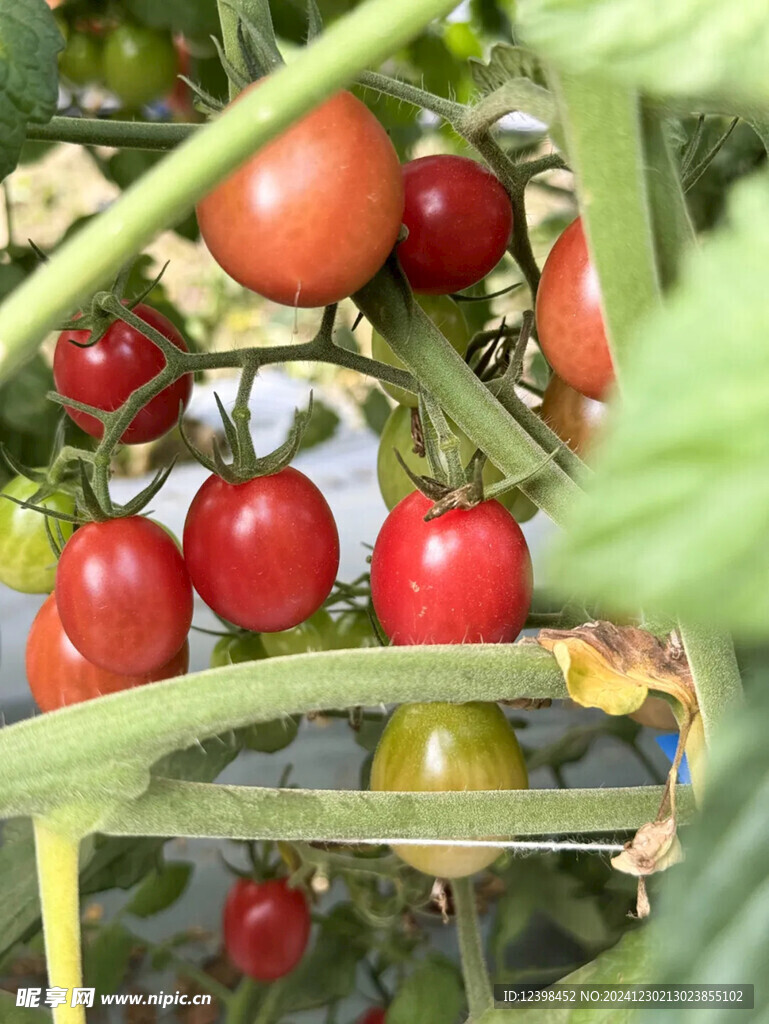 千禧小番茄