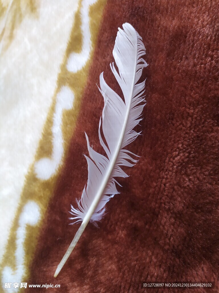 鸡毛 羽毛 棕色 禽羽 家禽 