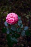 玫瑰花