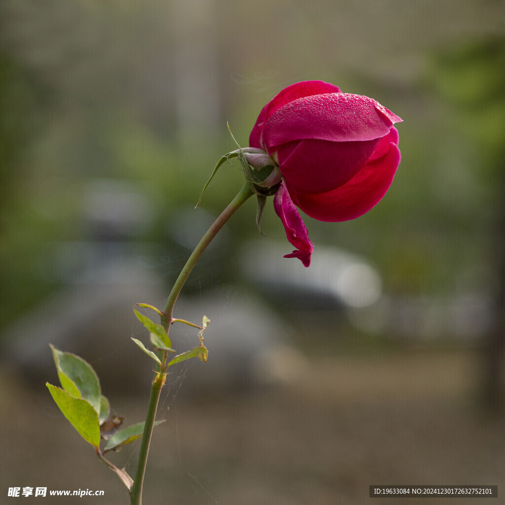 一朵玫瑰花