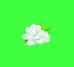 矢量茉莉花