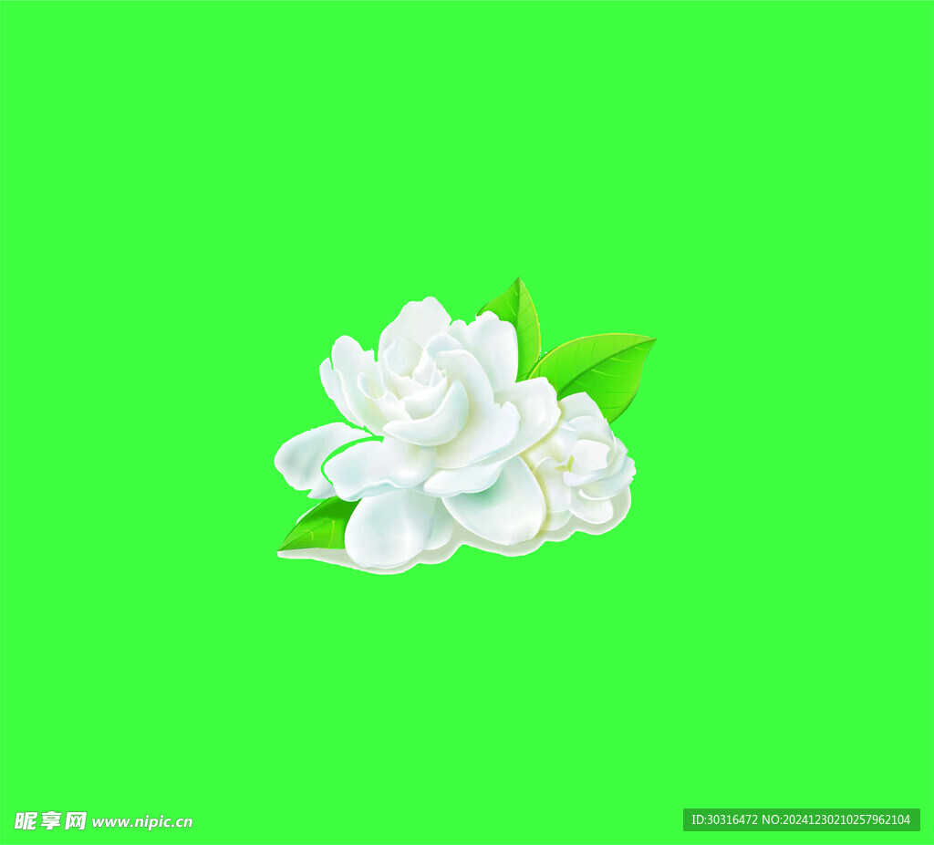 矢量茉莉花