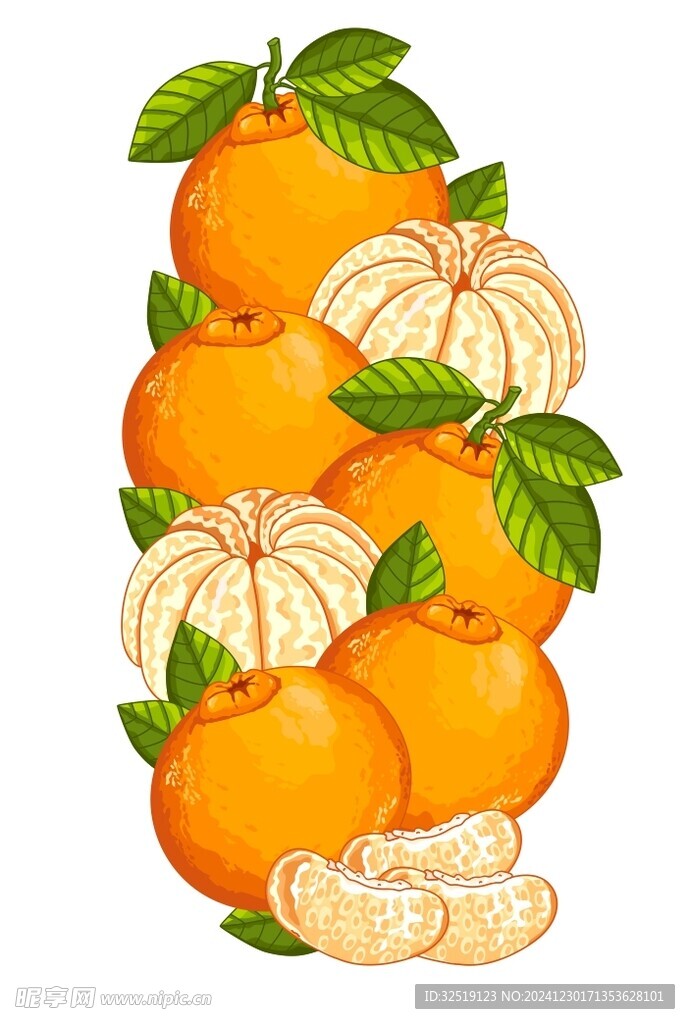 橘子 橙子 手绘 插画