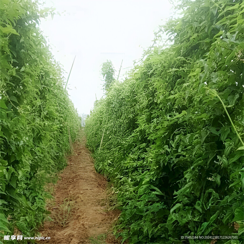 山药栽培