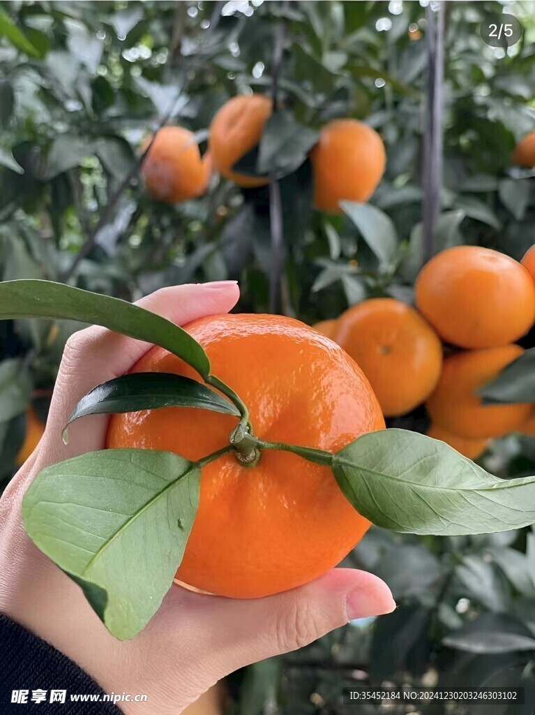 柑橘