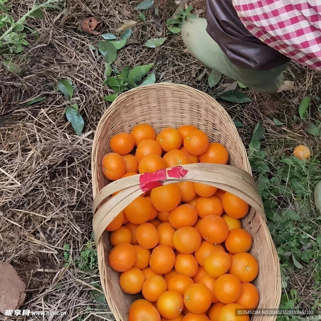 柑橘