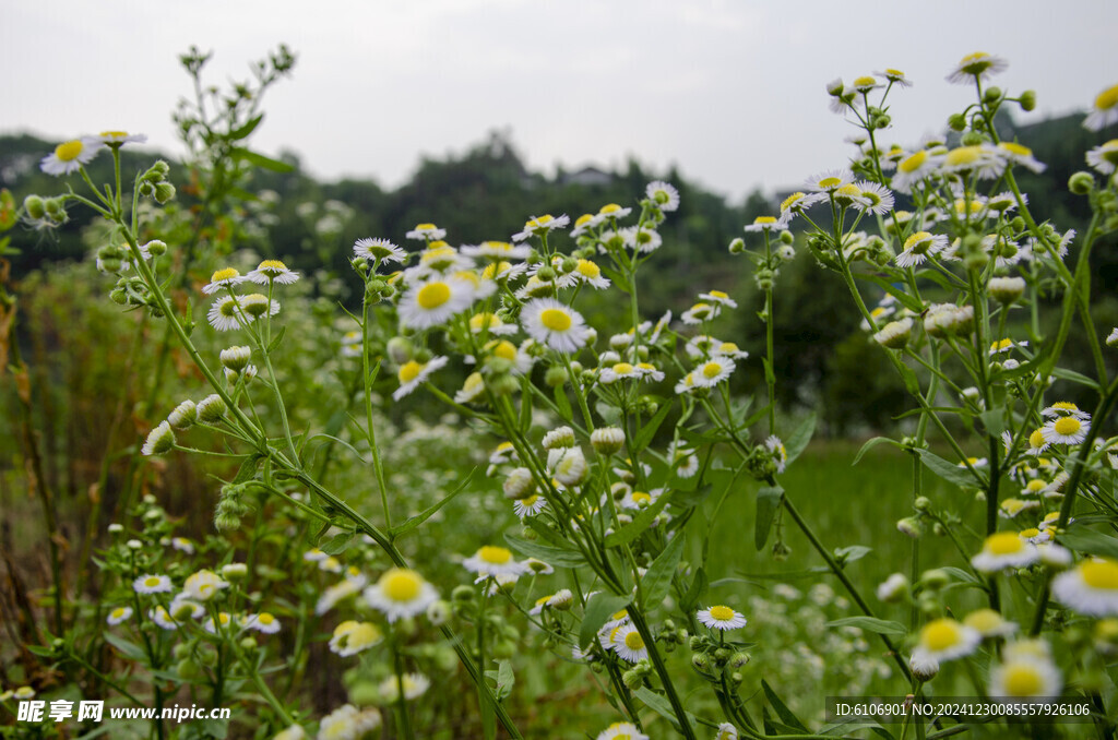 野菊花