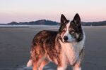 狗狗