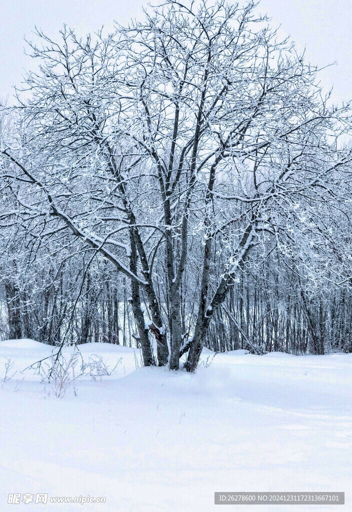 雪景