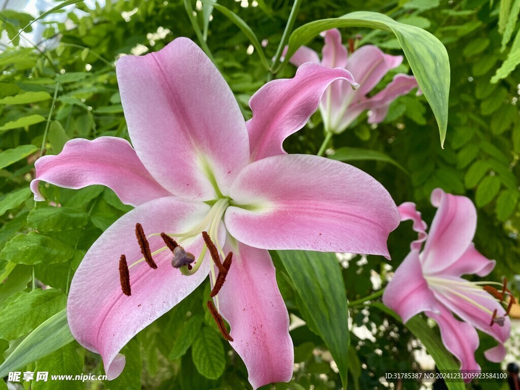 百合花