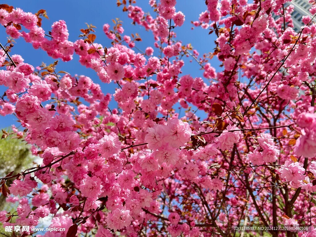 碧桃花