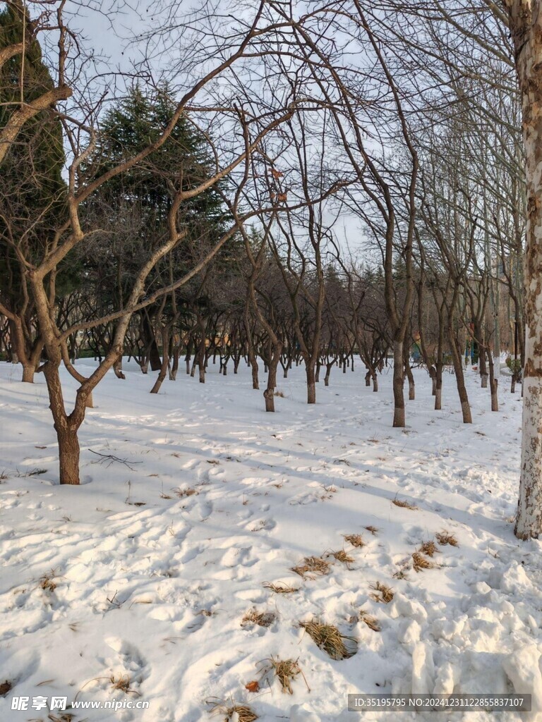 雪景