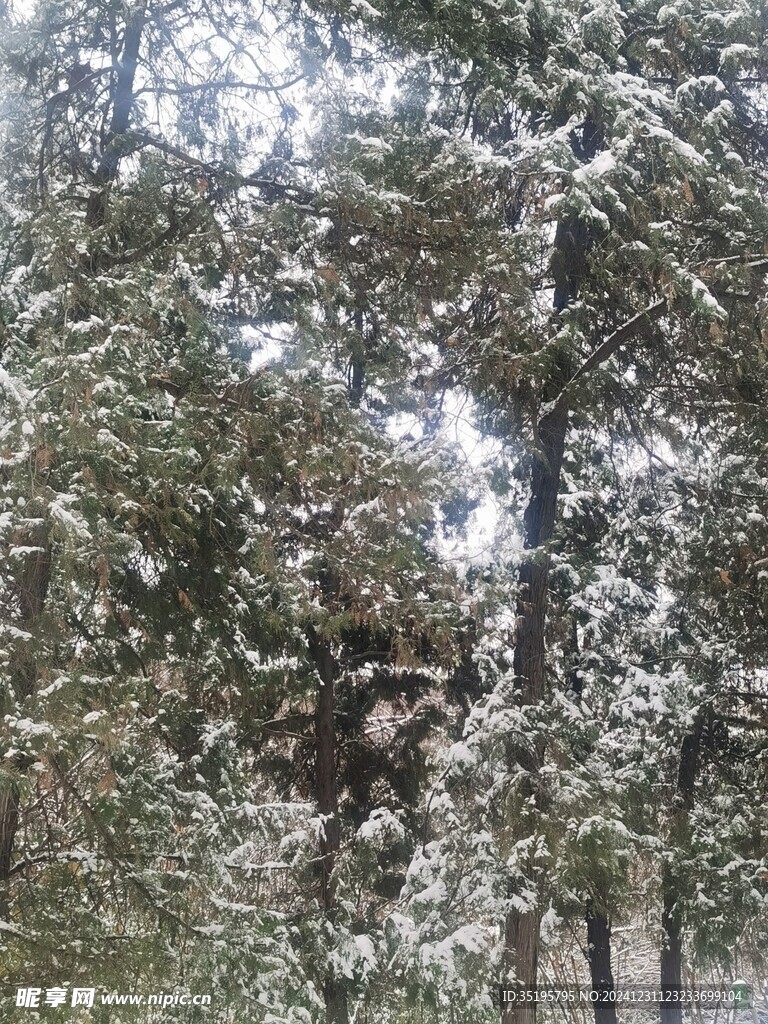 雪景